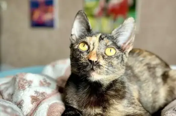 Кошки потеряшки, Вологда, фото: Потеряшка кошка Сима, Залинейная 24Б, Вологда