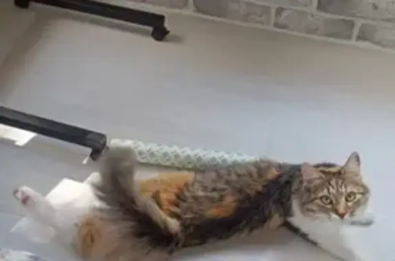 Кошки потеряшки, Ставрополь, фото: Потеряшка кошка, ул. Доваторцев 57/1