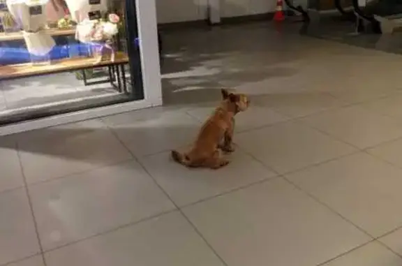 Йорк найден у ТЦ Виктория, Согласия 1