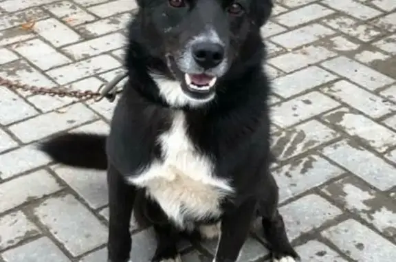 Пропала собака, ул. Гайдара, 5, Курск