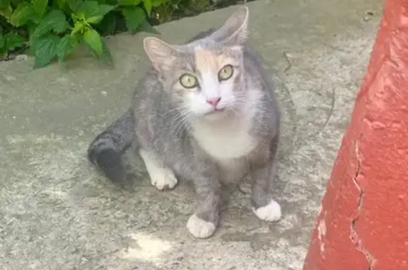 Найдена кошка, Владимир, фото: Кошка найдена: ул. Соколова-Соколенка