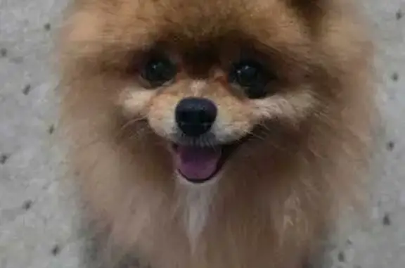 Собаки потеряшки, Прохладный, фото: Потеряшка собака, Граничный пер., 45, Прохладный