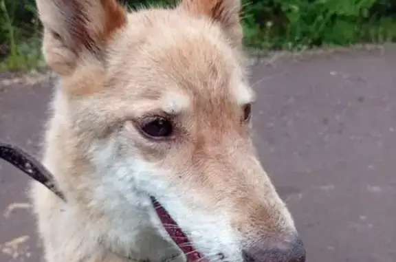 Собаки потеряшки, Магнитогорск, фото: Потеряшка собака, Лепсе 5, Магнитогорск