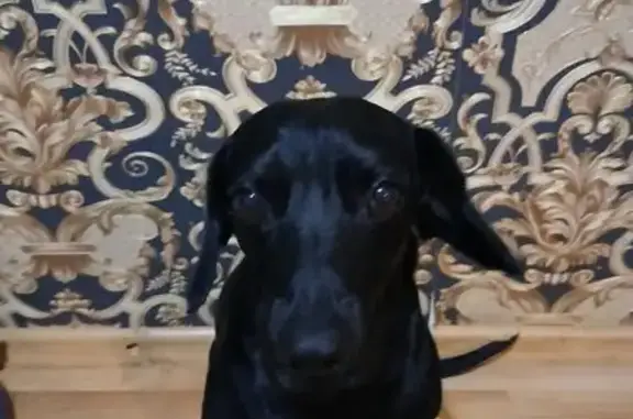 Собаки потеряшки, Оренбург, фото: Потеряшка собака Бим, Оренбург, Центр. 5А