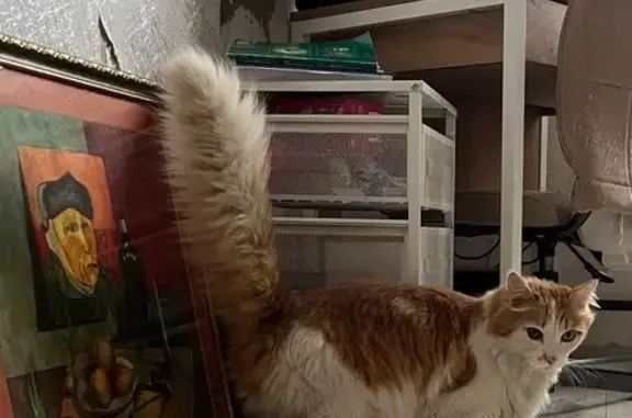 Кошка найдена: ул. Стофато, 20, Абакан