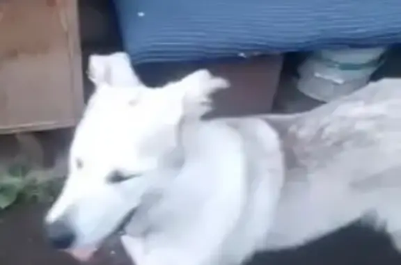 Найдена собака, Уфа, фото: Собака найдена на Ленина, 7, Уфа
