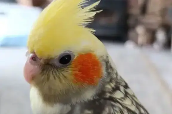 Пропала птица, Речная ул., Калининград