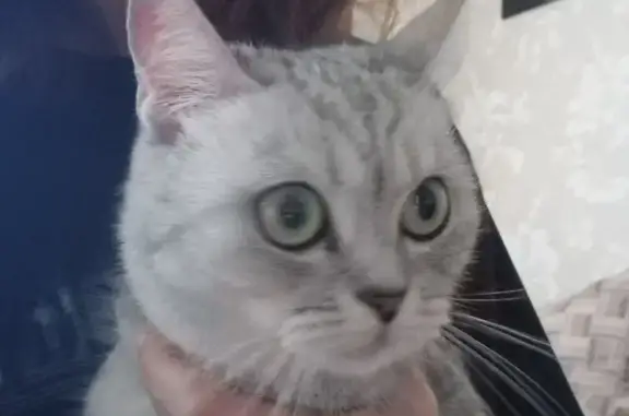 Найдена кошка, Санкт-Петербург, фото: Кошка найдена: Варшавская ул., 65, СПб