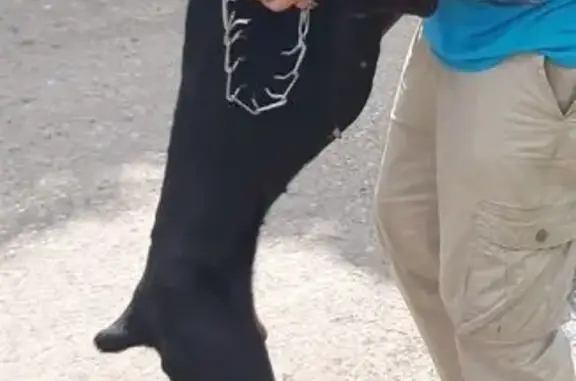 Найдена кошка, Лев Толстой, фото: Кошка найдена: Коммунистическая 16