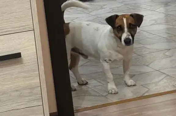 Пропала собака в сквере космонавтов, Днепровская