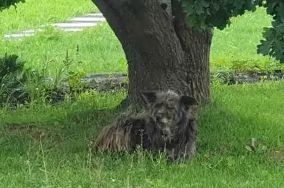 Найдена собака, Москва, фото: Найдена собака, проезд Черепановых, 24А