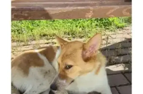 Собака найдена: ул. Десантников, СПб