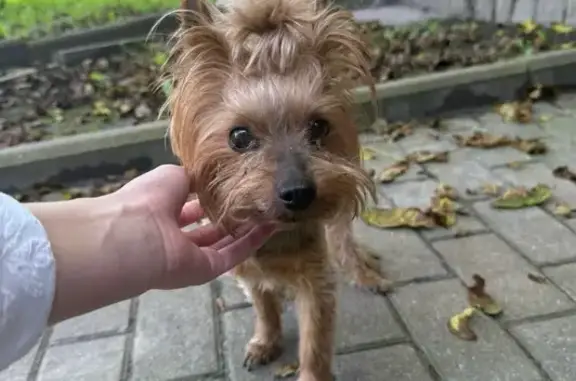 Йоркширский терьер найден в Калининграде