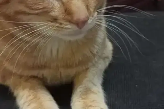 Кошки потеряшки, , фото: Потеряшка кошка, Дачная ул., Село Петрищево