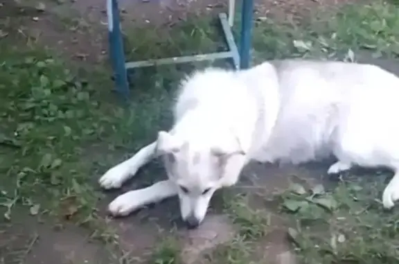 Найдена собака, , фото: Собака найдена: ул. Железнодорожная, Алкино