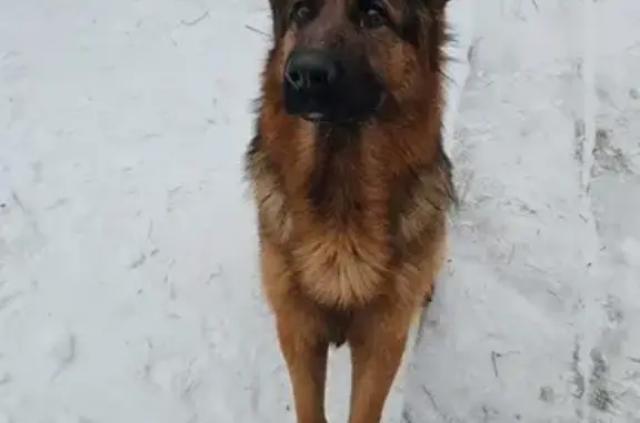 Объявления о пропавших и найденных животных, Нижний Тагил, фото: Пропала собака, Кондукторская 28, Н. Тагил