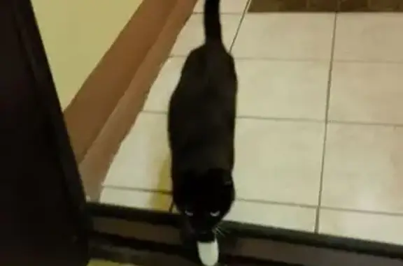 Кошка найдена: ул. Воинов-Интернационалистов, Йошкар-Ола