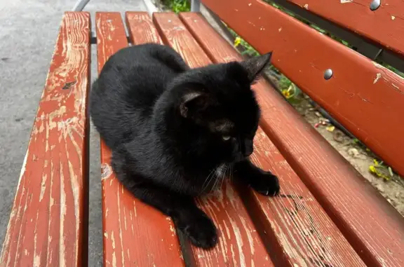 Найдена кошка, Волгоград, фото: Кошка найдена: Двинская, 20, Волгоград