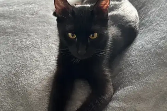 Пропала черная кошка, ул. Космонавтов, 1А