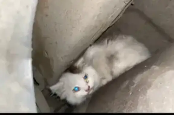Найденные животные Нижний Новгород, фото: Кошка найдена: Заводская 15 к3, Н. Новгород