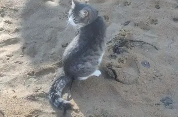 Кошки потеряшки, Оренбург, фото: Потеряшка кошка, Салмышская 12, Оренбург