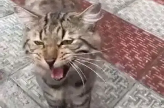 Найдена кошка, , фото: Кошка найдена, Казань, Татарстан