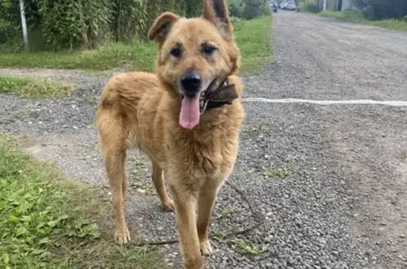 Собака найдена у СНТ Грезино-1, Владимирская обл.