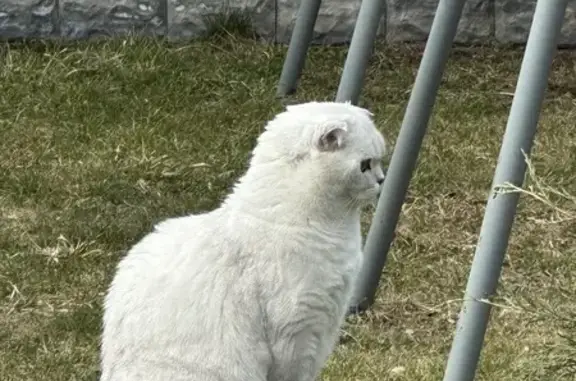 Кошки потеряшки, Московская область, фото: Потеряшка кошка, 98, МО