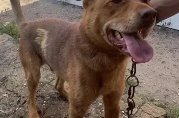 Найдена собака, Катайск, фото: Собака найдена: переулок Октябрят, 7, Катайск