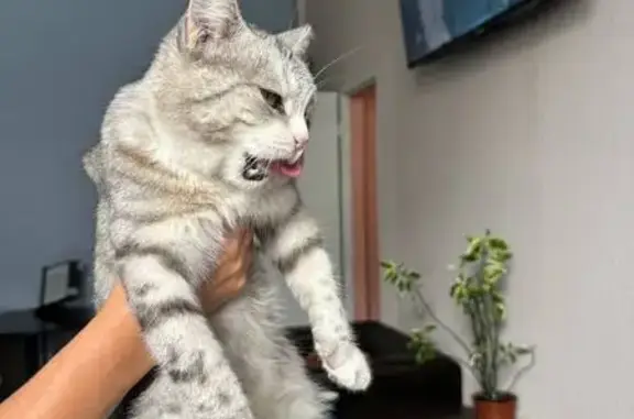 Найдена кошка, , фото: Кошка найдена, Советская ул. 1А, Рязань