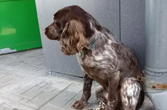 Собака найдена: Колпинское шоссе, 36 к1