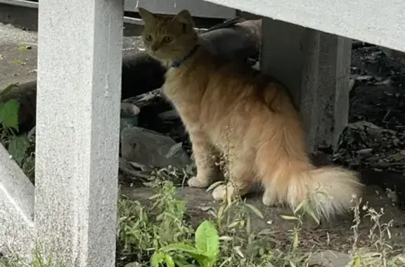 Найдена кошка, Томск, фото: Кошки найдены, ул. Говорова 25, Томск