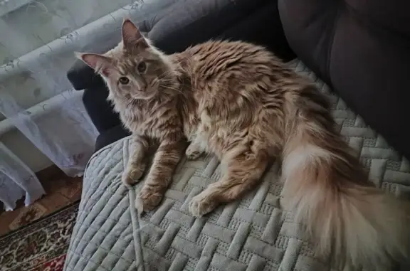 Кошки потеряшки, Луганск, фото: Потеряшка кошка, Луганск, красный 22