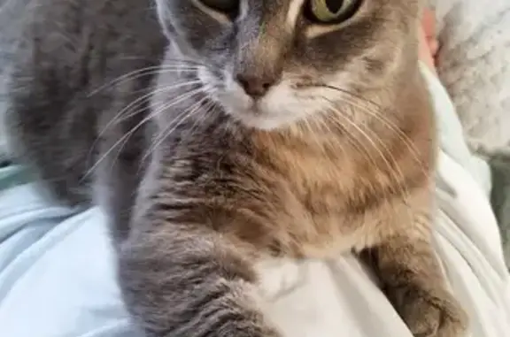 Пропала кошка в ДНТ Индия, Барлакский с/с