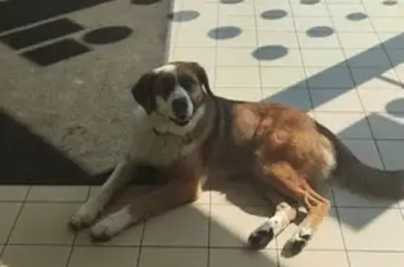 Собака найдена на Гагарина 18А, Калининград