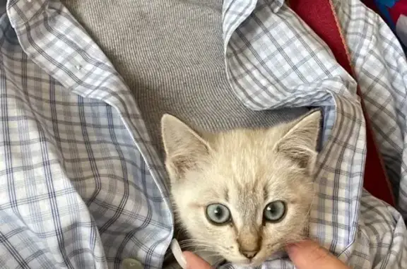 Котенок найден у Тургенева 15, Тула