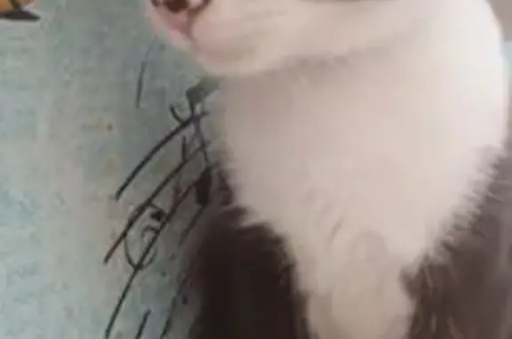 Кошки потеряшки, Ипатово, фото: Потеряшка кошка, Ипатово, Станционная 4