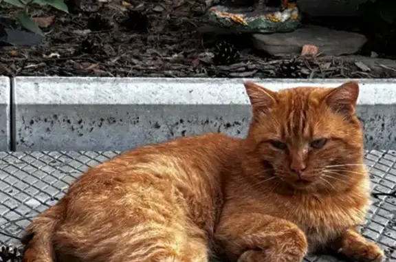 Пропала кошка, Новолисиха, Иркутская обл.