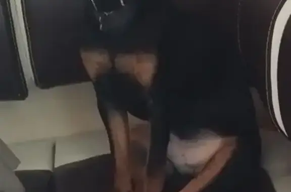 Пропала собака на ул. Гагарина, 1, Ропча