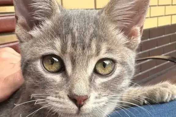 Найдена кошка, Красноармейская 5, Брянск