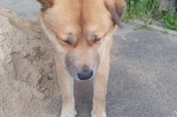 Найдена собака, Смоленск, фото: Собака найдена: ул. Гризодубовой, 1В