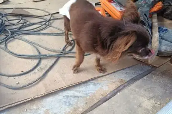 Собака найдена: Коричневая, Памперсе 30