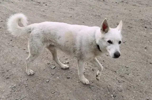 Найдена собака, Путиловское сельское поселение, фото: Найдена собака: 4-я аллея, 4, Путилово