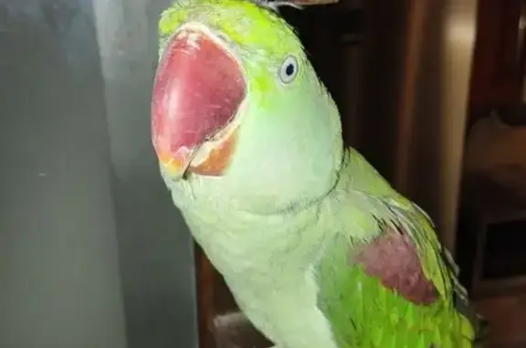 Потерянные животные , фото: Пропал попугай Лёлик, Ялта, Романовское ш.