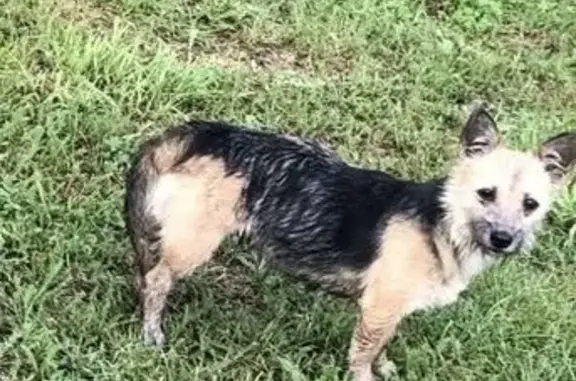 Найдена собака, Тамбовская область, фото: Собачки найдены в Рассказовском районе