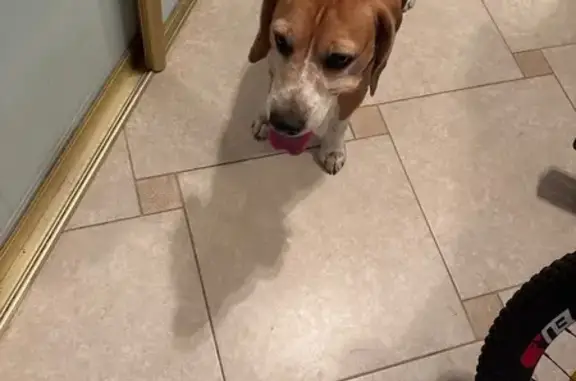 Бигл найден: Авиационная ул., 13, СПб