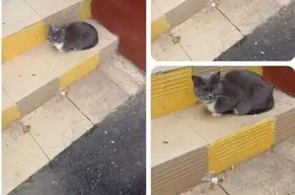 Кошка найдена: 1-я Владимирская 37/15