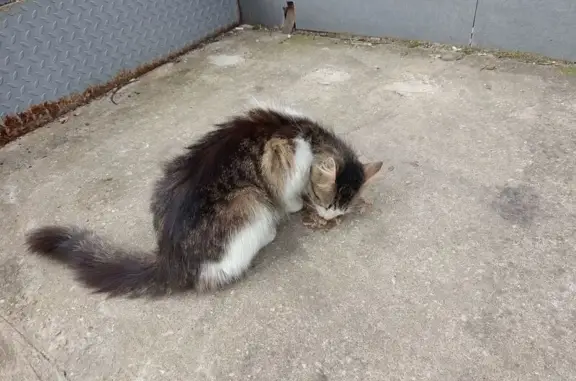 Кошка найдена: Рябеевское шоссе, 14