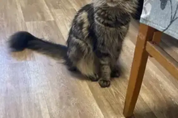 Кошки потеряшки, Саратовская область, фото: Потеряшка кошка, СНТ Орион 2, уч. 65