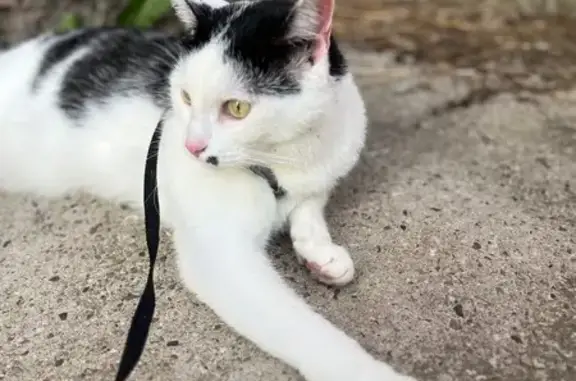 Кошки потеряшки, Киров, фото: Потеряшка кошка, Орджоникидзе 9, Киров